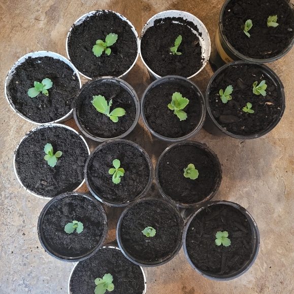 One baby mother of thousands - Picture 3 of 4